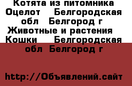 Котята из питомника.Оцелот. - Белгородская обл., Белгород г. Животные и растения » Кошки   . Белгородская обл.,Белгород г.